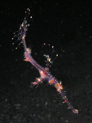 p9050785