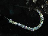 p6230609
