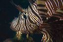 _mg_9530
