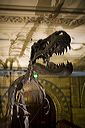 brit_nat_hist_museum_1