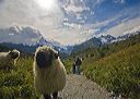 rothorn_march_sheep